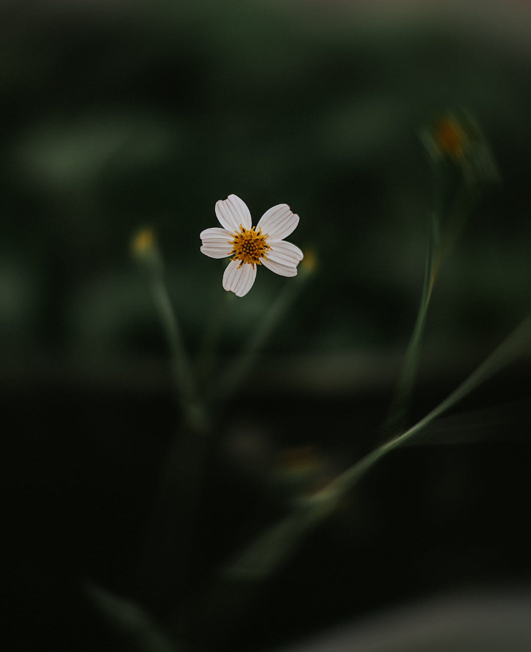 a photo of white flower in tilt shift lens
